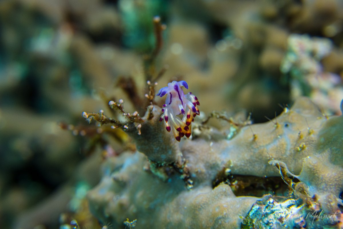 Purple Flabellina hero image