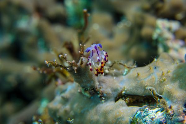 Purple Flabellina