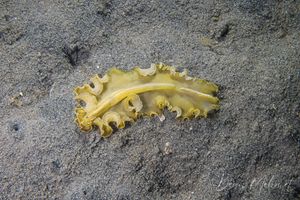 Unknown representative species