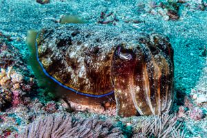 Pharaoh Cuttlefish from Nusa Lembongan
