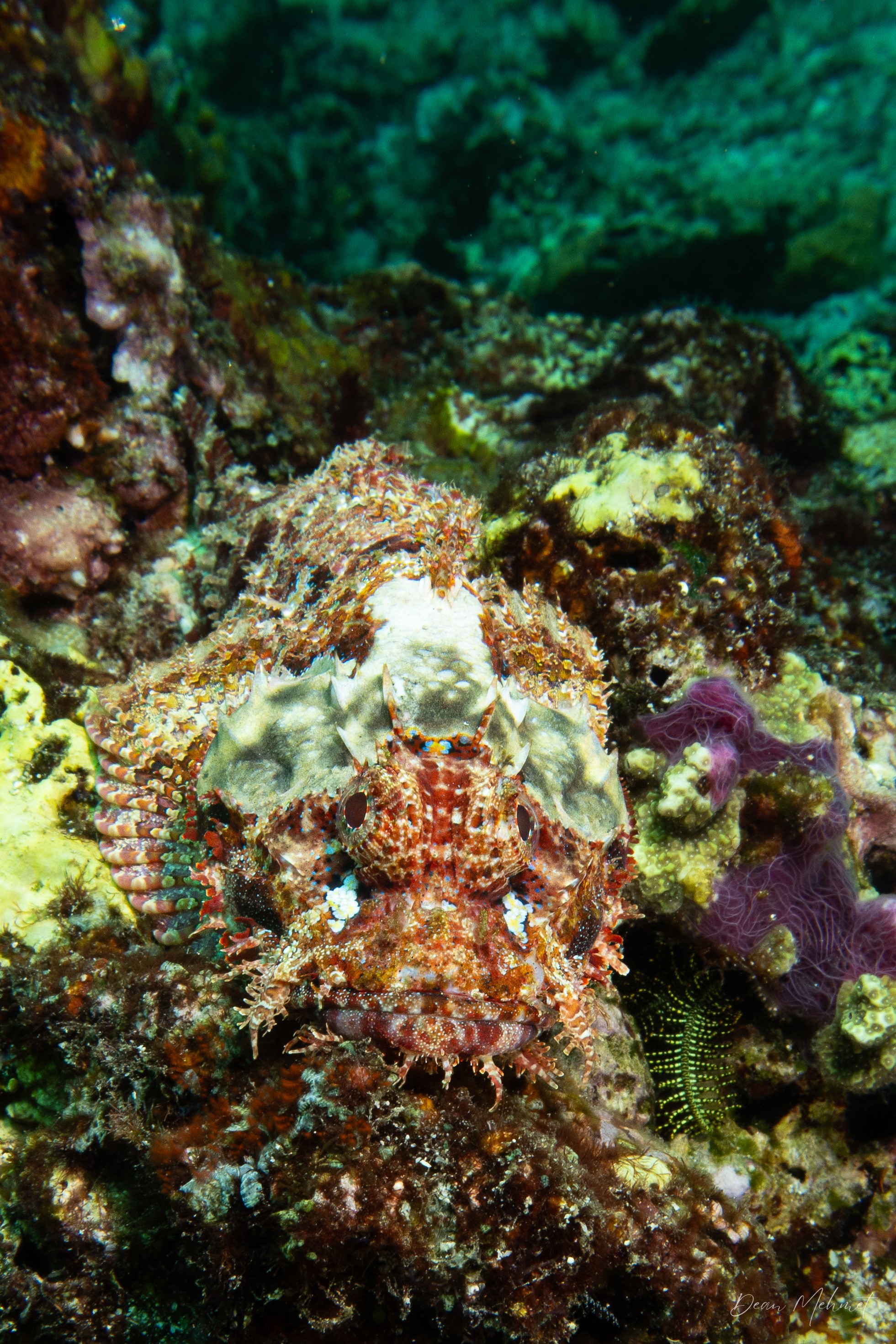 Smallscale Scorpionfish