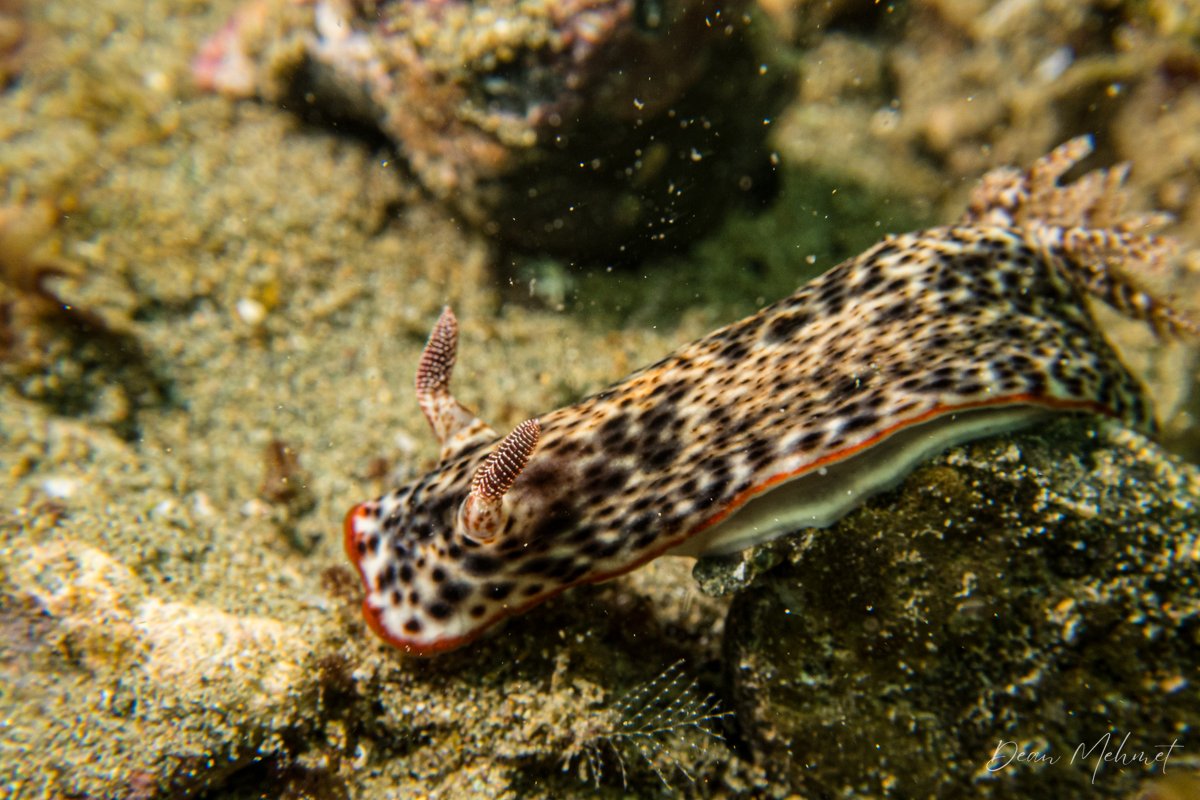 Chromodoris sp. hero image