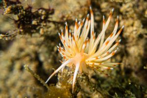 Janolus sp. from Ambon