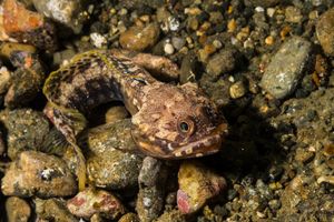 Shorthorn Sculpin