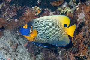 Blueface Angelfish