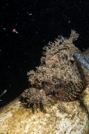 Smallscale Scorpionfish