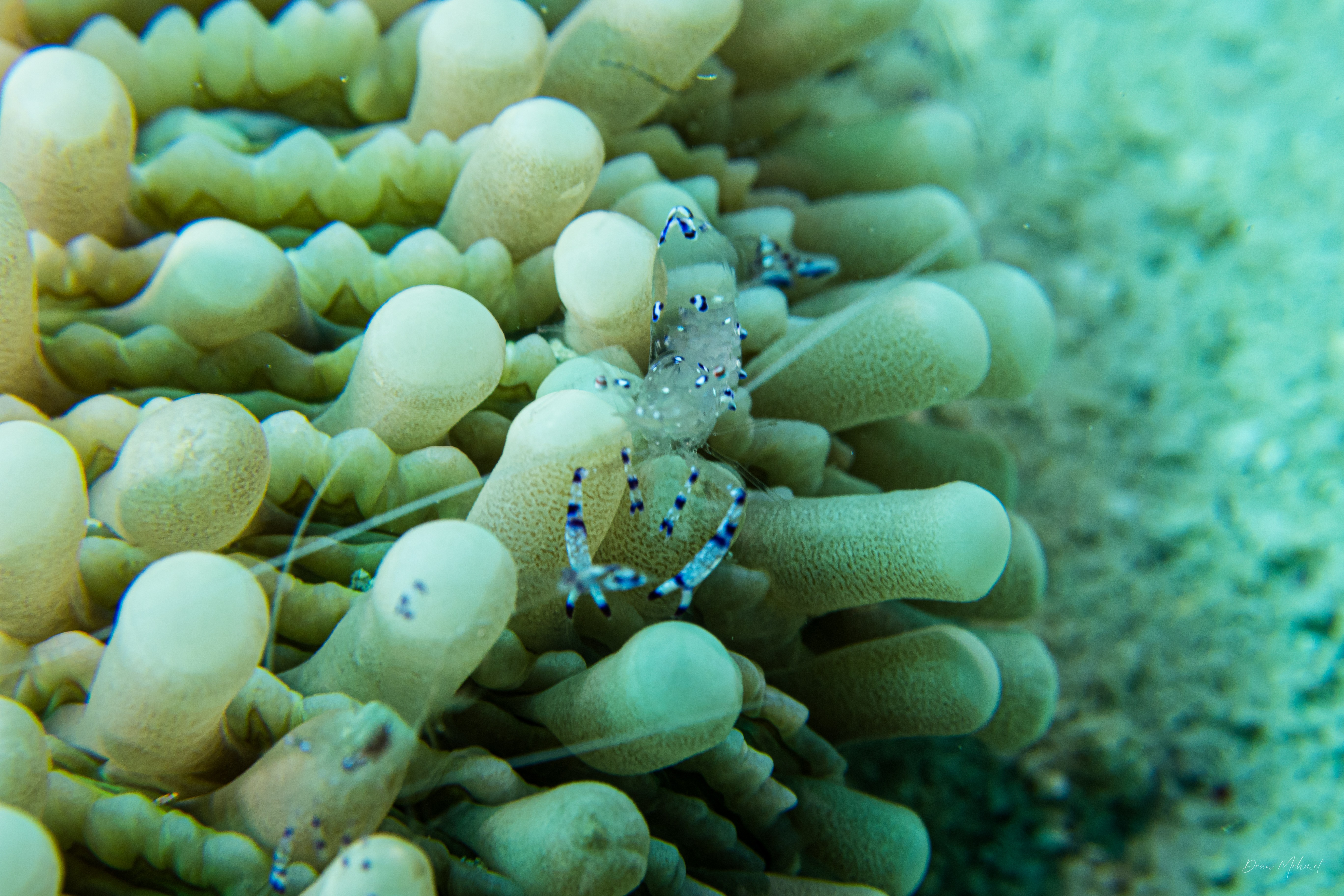 Sarasvati Anemone Shrimp