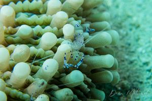 Sarasvati Anemone Shrimp