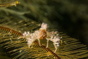 Soft Coral Spider Crab