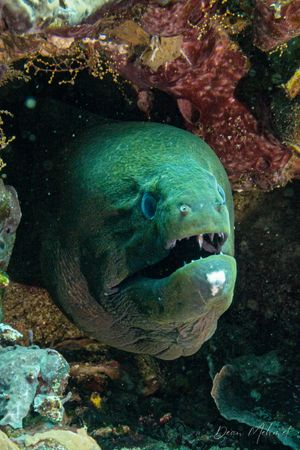 Giant Moray