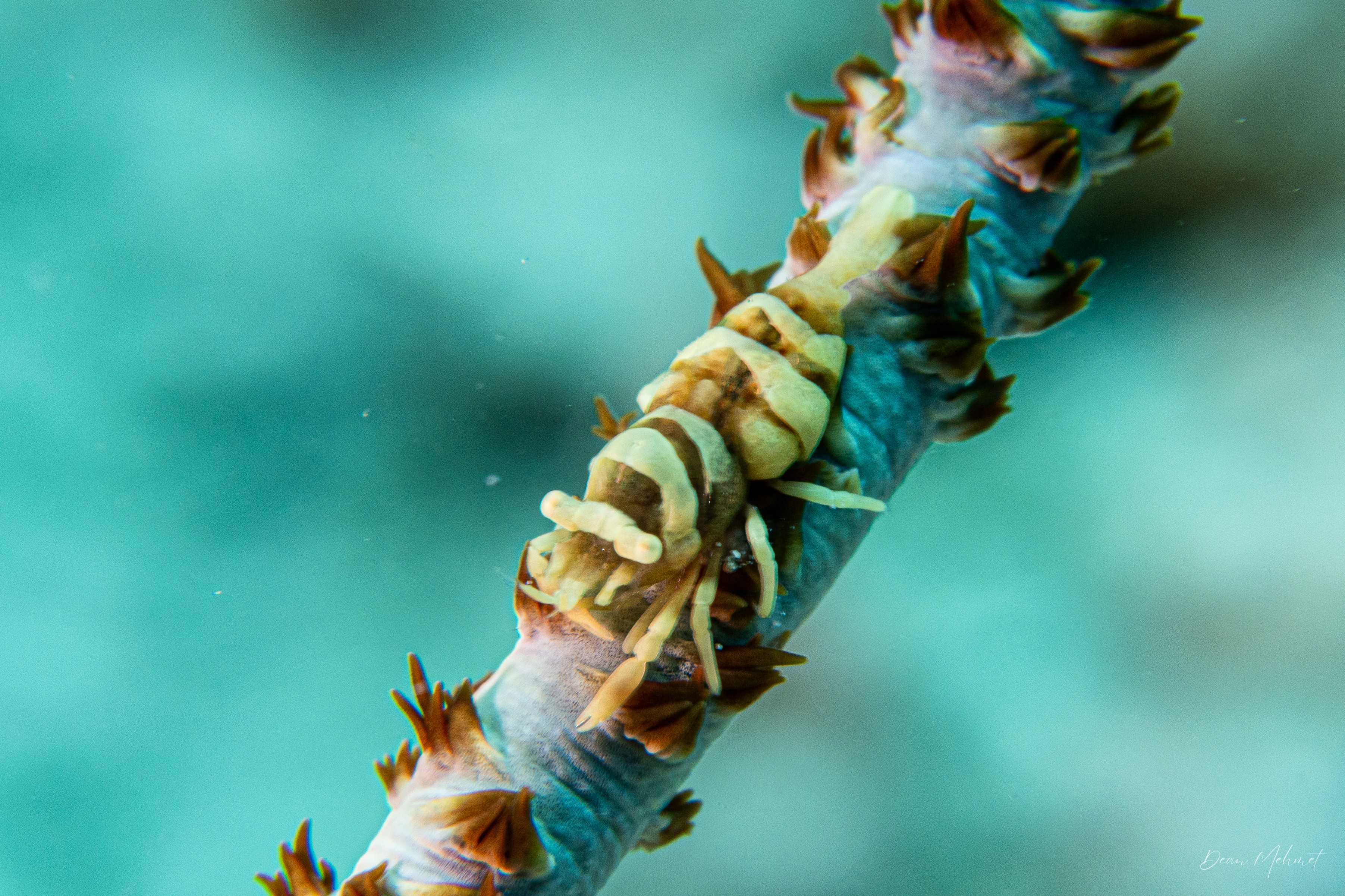 Anker's Whip Coral Shrimp
