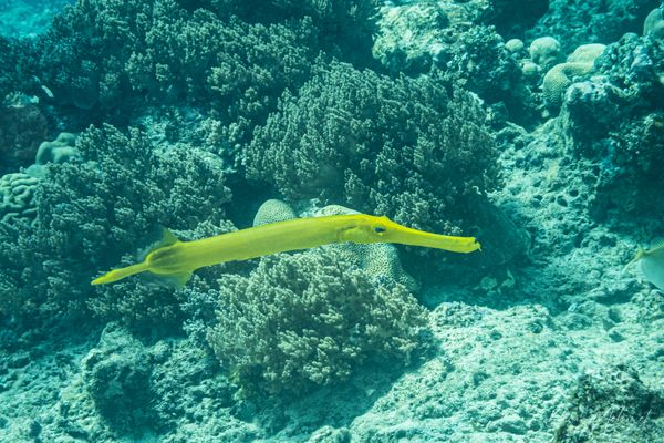 Pacific Trumpetfish - Pemuteran - 4 October 2026 - Dive 1 - Napoleon Reef