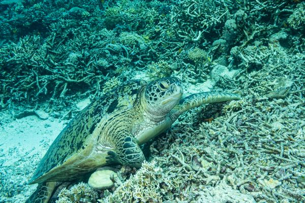 Sawandarek Jetty encounter 19
