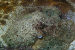 Pale Octopus