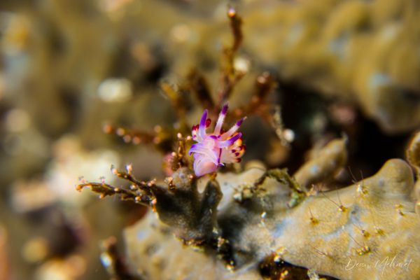 Mangrove Point encounter 7