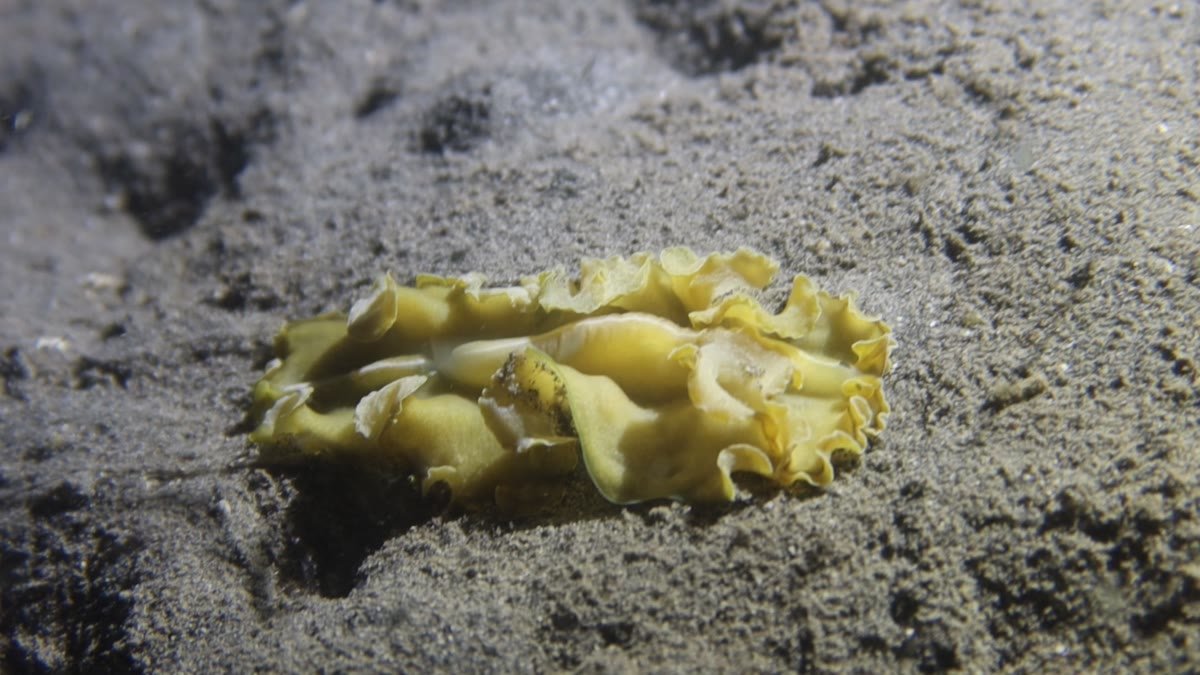 Flowers' Flatworm