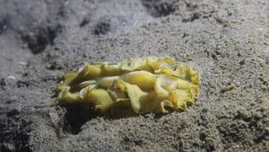 Flowers' Flatworm