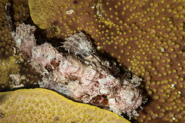 Smallscale Scorpionfish