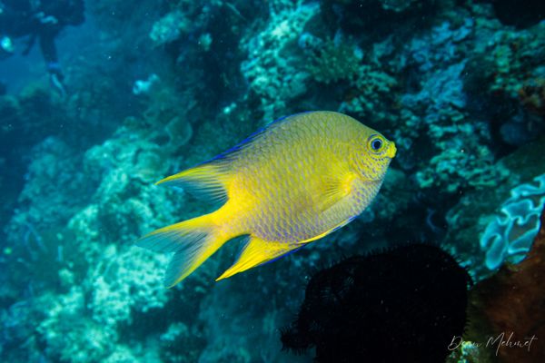 Golden Damselfish