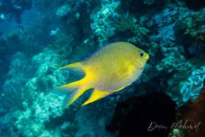Golden Damselfish
