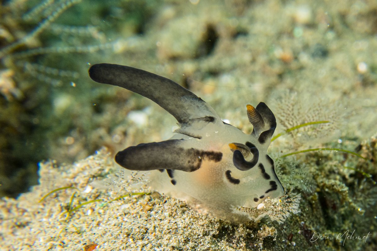 Thecacera sp. hero image