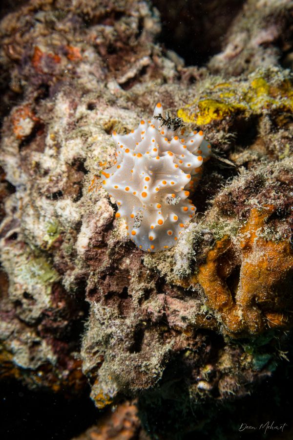 Batangas Halgerda - Pemuteran - 4 October 2026 - Dive 2 - Bio-Wreck