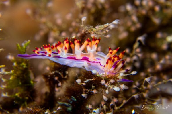 Purple Flabellina