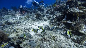 Clown Triggerfish