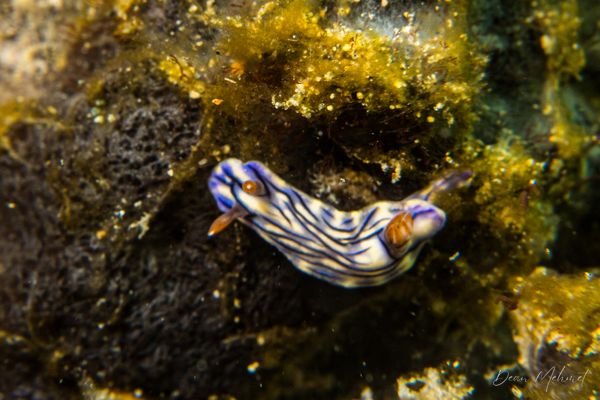 Zephyr Hypselodoris - Ambon - 15 September 2026 - Dive 1 - Air Manis