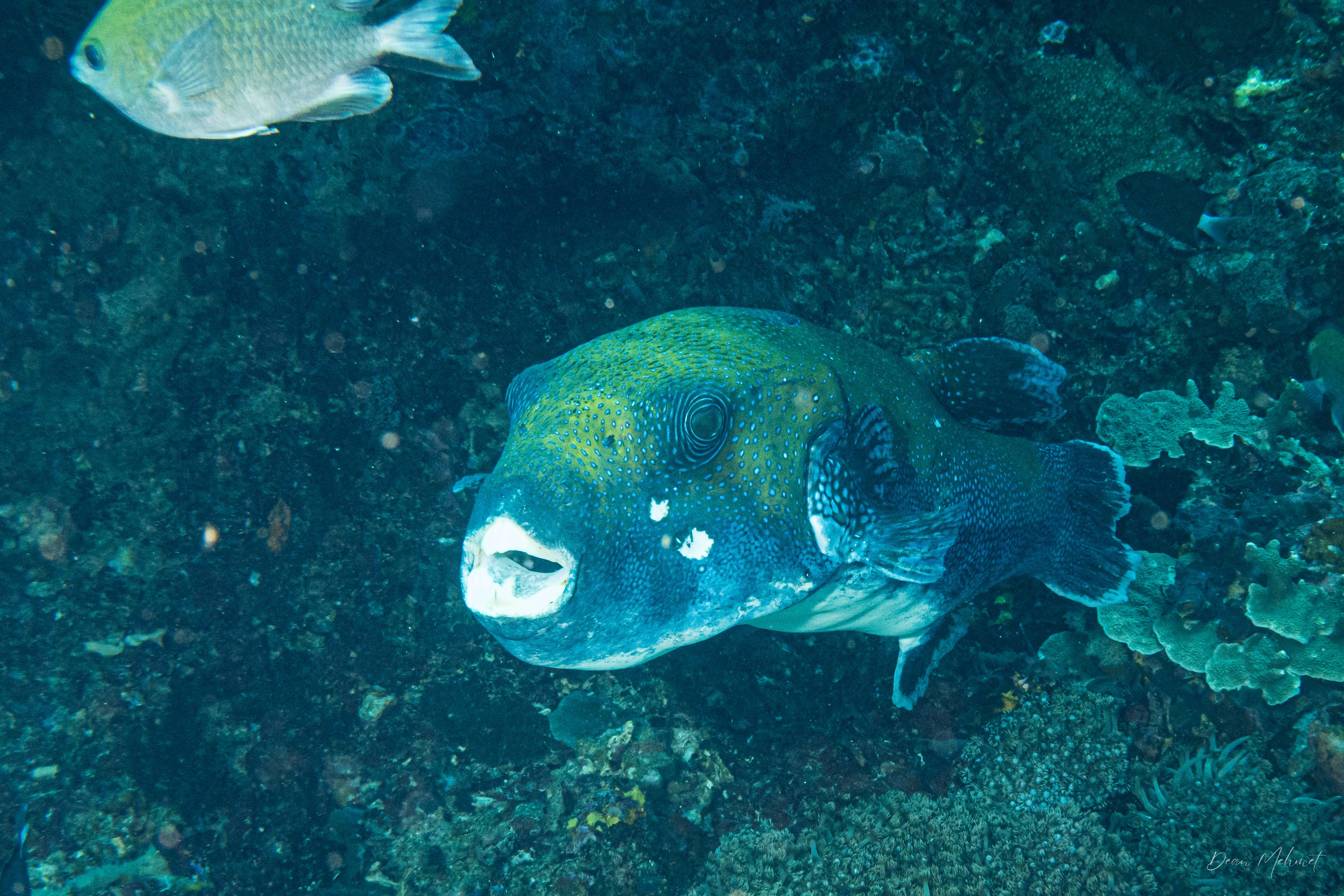 Bluespotted Puffer