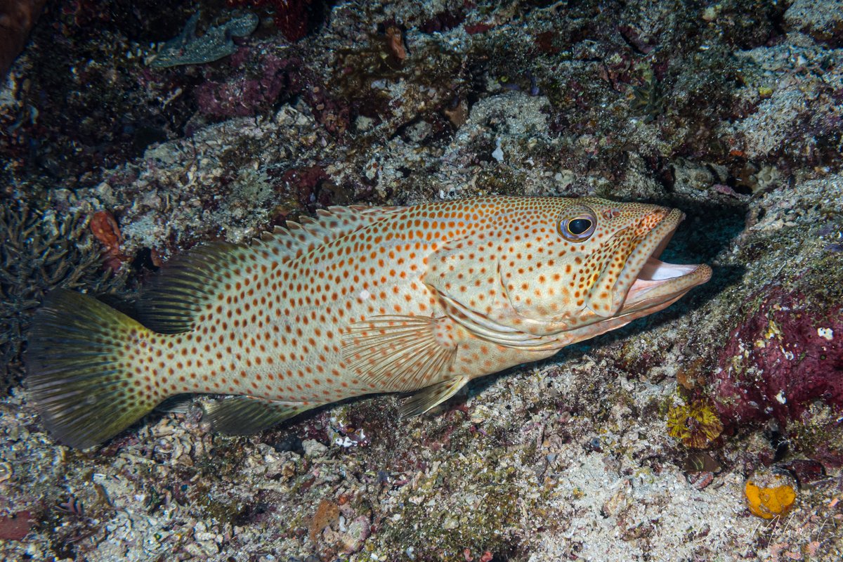 Whitelined Rockcod