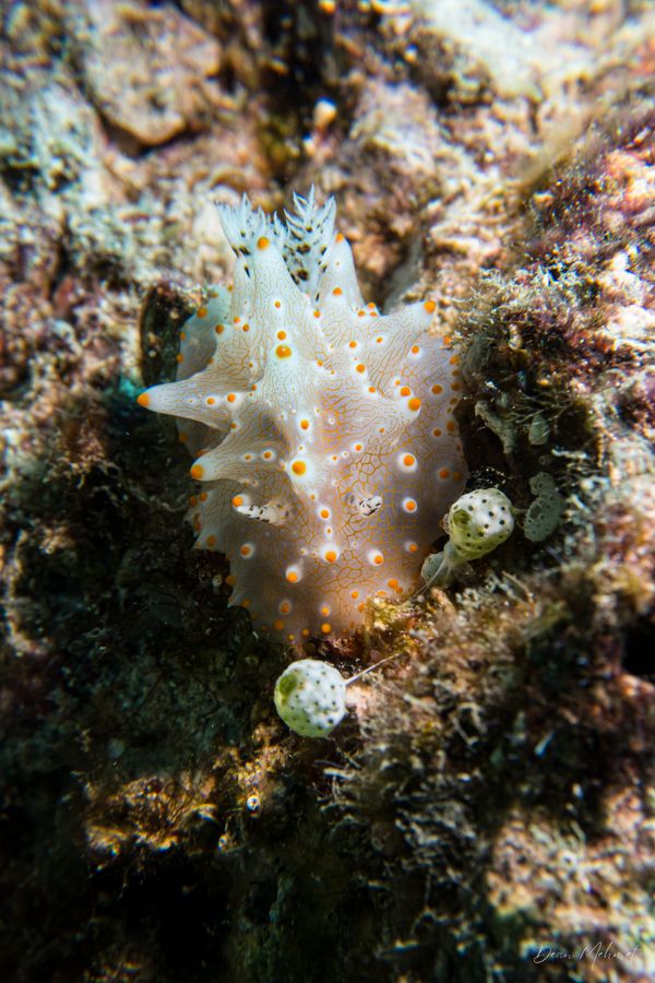 Batangas Halgerda - Pemuteran - 4 October 2026 - Dive 2 - Bio-Wreck