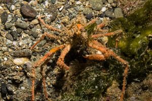 Graceful Decorator Crab representative species