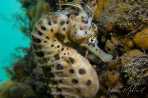 Bigbelly Seahorse