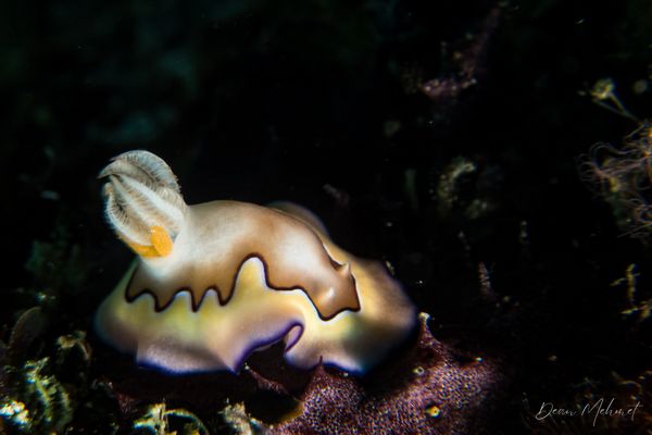 Coi's Goniobranchus - Pemuteran - 4 October 2026 - Dive 1 - Napoleon Reef