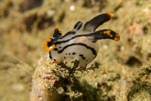 Thecacera picta