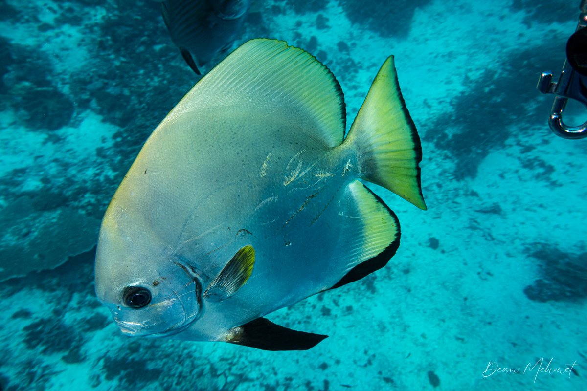 Golden Spadefish hero image