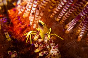 Brock's Urchin Shrimp representative species