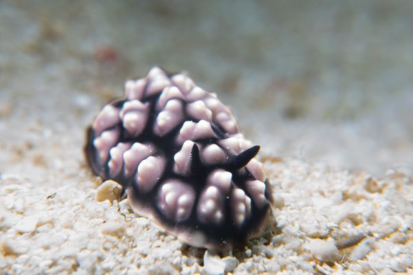 Pustulose Wart Slug