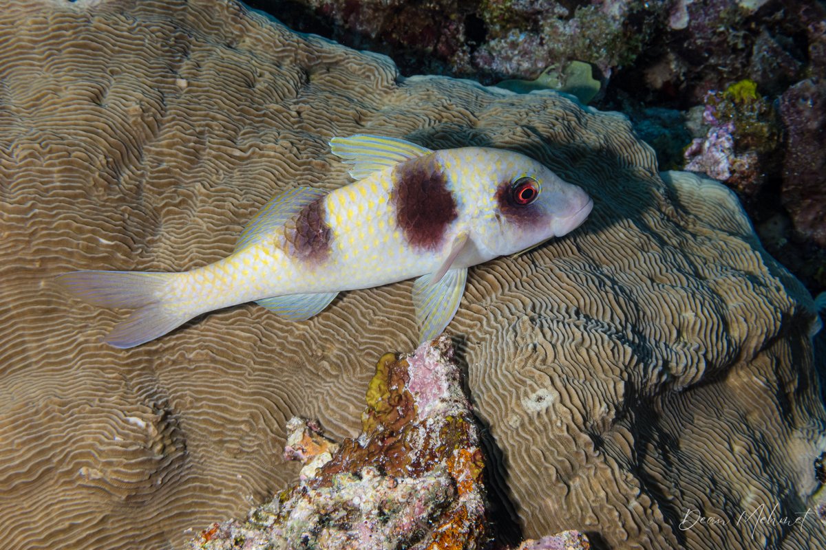 Doublebar Goatfish hero image
