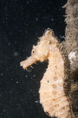 Common Seahorse