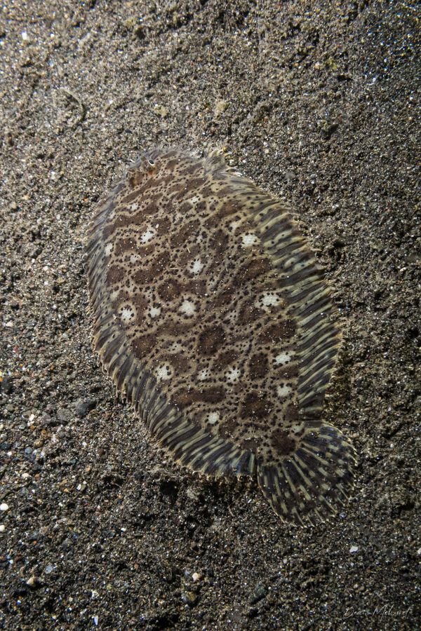 Darkspotted Sole