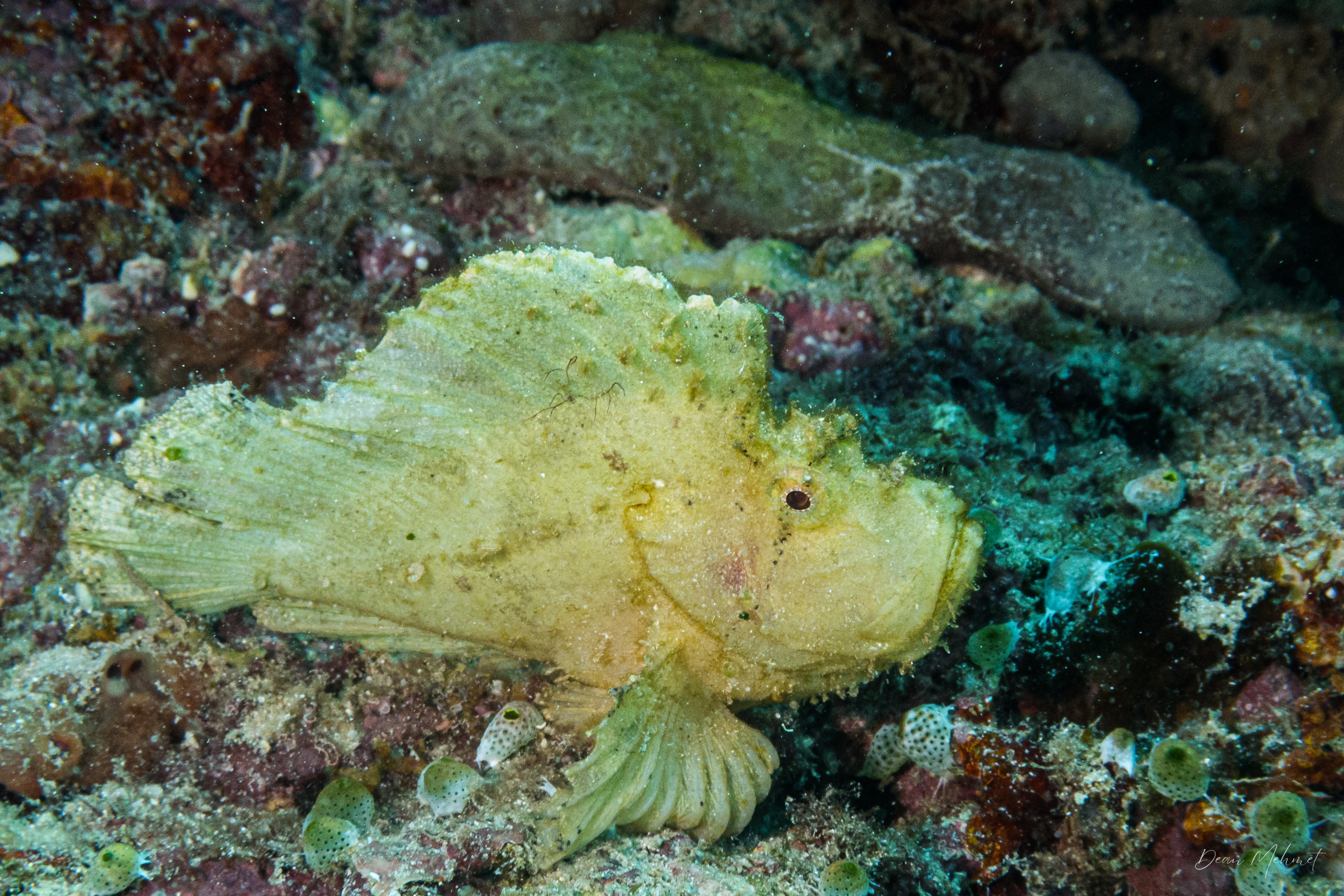 Leaf Scorpionfish