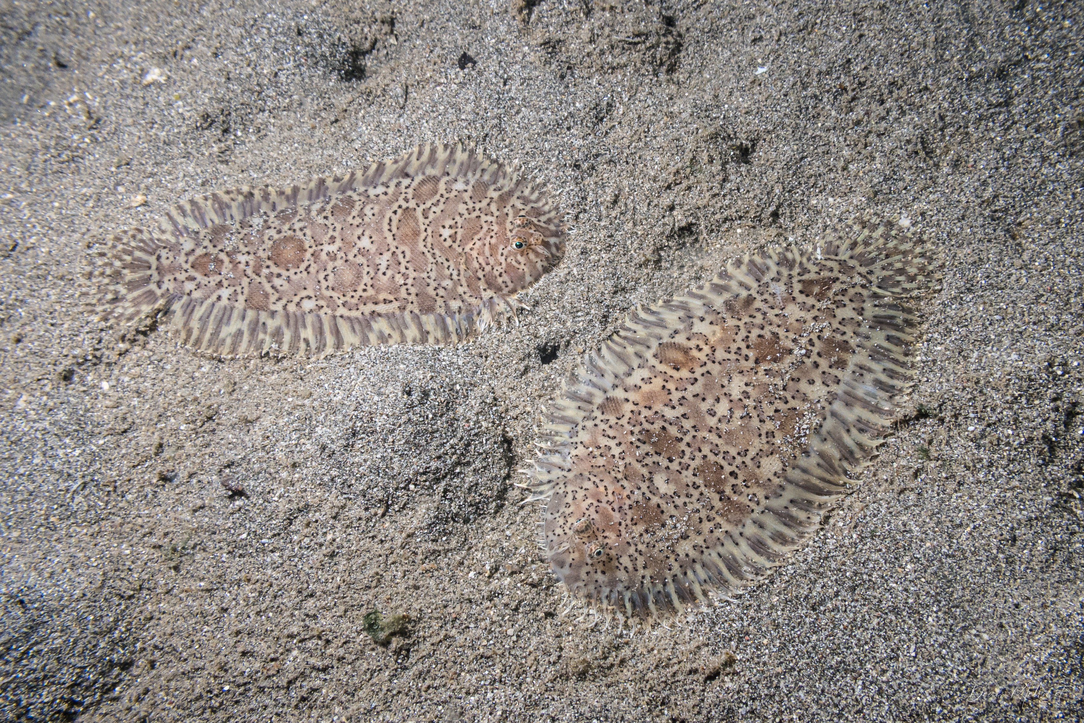 Darkspotted Sole