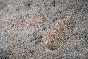 Darkspotted Sole