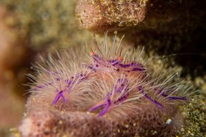 Hairy Squat Lobster