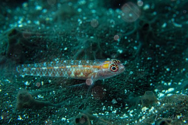 Underwater Cave encounter 6