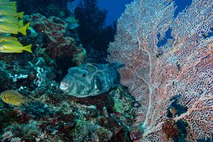Bluespotted Puffer