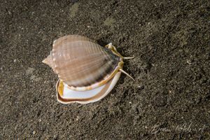 Grey Bonnet Snail