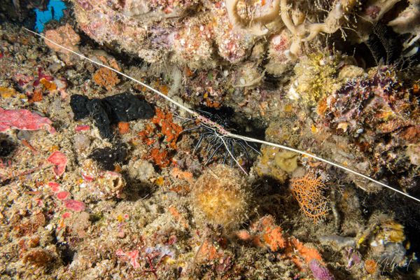Painted Spiny Lobster